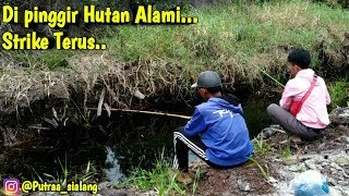 Strike terus menerus || Serunya mancing ikan di pinggir hutan alami || Putra sialang