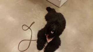 6 month old Labradoodle puppy Jessie rocking her obedience! | Houston dog training