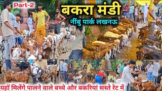 लखनऊ बकरा मंडी में आये बेहतरीन बरबरे बकरियां 🐐🐐 |Bakra Mandi Lucknow |Nimbu Park Bakra mandi