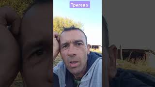 На рыбалке Рыба не клюет #рыбалка #пруд #рек #тригада