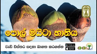 පොල් මයිටා හානිය - Coconut Mite Damage