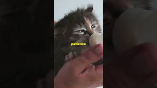 Rescue Kitten's Journey to Happiness 🐱 #animalrescue #kittenrescue