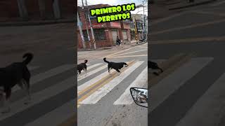 #SHORTS Primero los perritos