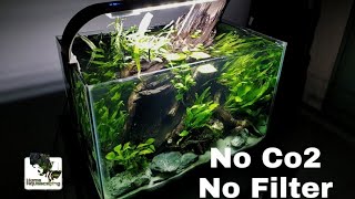 Small Low tech Aquascaping SETUP | 小水槽