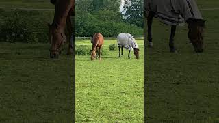 Horse Eating Grass