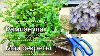 Черенкую кампанулы! Отвечаю на вопросы.