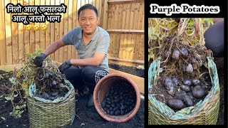 Purple Potatoes Harvest | Autumn Garden Harvest | निलो आलूको फसल | Gardening Vlog UK | Nepali Vlog