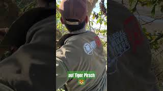 Bardia NP in Nepal ..wir versuchen das grösste Kätzchen der Welt zu erforschen 🐯👍