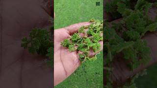 Azolla cultivation... #shorts #biofertilizers #farming  #technology