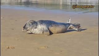 Una foca bebé aparece en Lekeitio por navidad de 2024