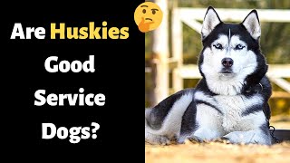 Are Huskies Good Service Dogs? Can Huskies be used as Service Dogs?