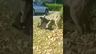 Coyote catches cat