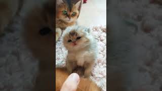 милые котята#shorts #video #cat