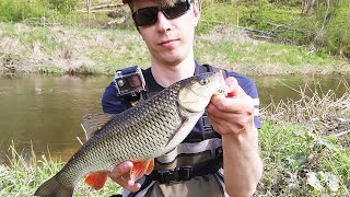 CHUB FISHING WITH SPOONS IN SMALL RIVER