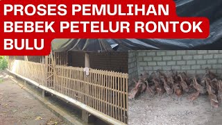 PEMISAHAN BEBEK RONTOK BULU DAN PROSES PERAWATANNYA