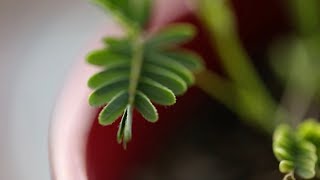 Mimosa Pudica (moving plant) - Close-up