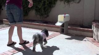 DOG TRICK TRAINING:  Get the Mail