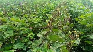 KVK Adilabad Inter cropping in Cotton (Cotton+Green gram)