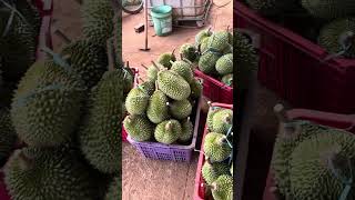 Musang king mua nhiều vườn chứ chưa thấy vườn nào chuẩn như này,0983198739