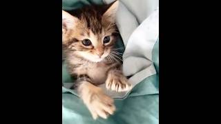 Об этом мечтает каждый! #shorts #cats #кошки #котята