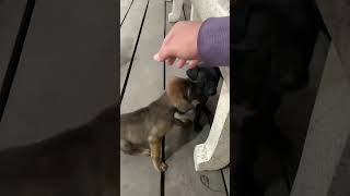 dog, cute puppy lovely pets. short video