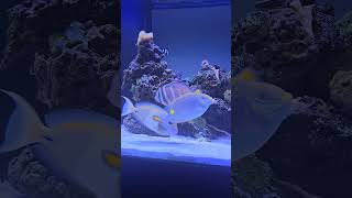 feeding trigger with mussels ( 3) #trigger #aquarium #saltwateraquarium #fish #feedshorts #beginners