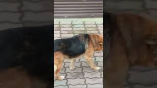 Собачья  дворовая 🐶 охрана. Четвероногие лохматые друзья. Веселые 😄 питомцы. приколы ржач.