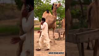 beautiful camel 🥰🐪 #viral #cow #bakraeidlover #trending #viral #youtubeshorts