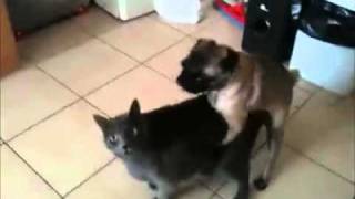 Pug humping cat