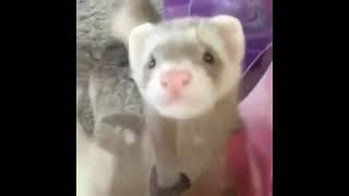 Pet ferrets