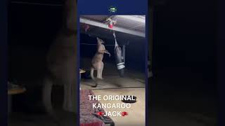 The original kangaroo jack #kangaroo #boxing #funny #skill #comedy #short