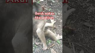 #Monkey #beruk makan akar pakisan