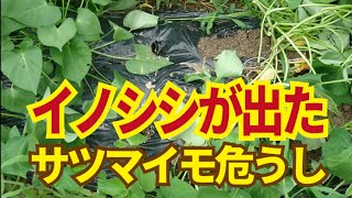 イノシシ対策。家庭菜園で安価にすぐできる対策はクレゾール石鹸水かな。7/2