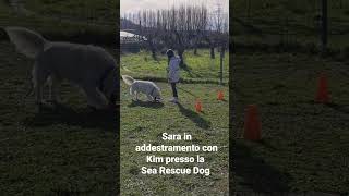 Sara e Kim durante un esercizio presso la scuola Sea Rescue Dog #addestramentocani #goldenretriever