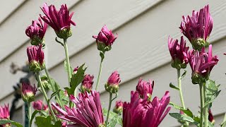 Pink Chrysanthemums@Myhomegarden-unlimited n