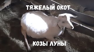 Тяжёлый окот козы Луны