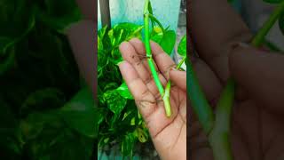 मनी प्लांट की ग्रोथ अच्छी नहीं है तो जरूर देखें यह वीडियो#money plant #shots