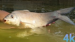 Amazing Jumping Fish in Slow Motion video || Best Fishing video | Fish slow motion movements--4k