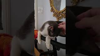 My kitty cat in my stationary bike 🚴‍♂️🐾 | Cat Diaries