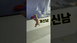 강아지 채널에 신난 개린이🐶