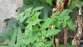 Tomato (Kamatis) Backyard Planting