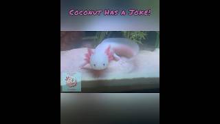 Coconut Has a Joke! Part 11 #axolotl #jokes #animals #dinosaurs #wildlife #aquarium #cute #pets