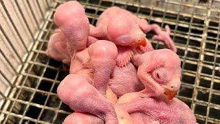 Must Watch || The Sweet things about Feeding a baby Indian Ringneck parrot #cockatoos #bird #parrot