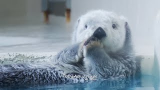 《鳥羽水族館》ラッコのもふもふ毛づくろい！メイとキラ  Sea otters grooming