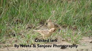 crested lark