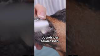 Rottweiler Bite: A Force to Reckon With 😎😮 #subscribe #dog #viral #shorts #education #animals