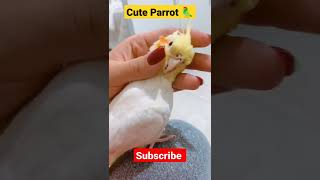 Cute Parrot 🦜 #shorts #reels #animals #awwanimals #parrot #ytshorts #youtubeshorts #cute #funnyplox