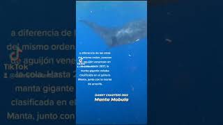 Big Manta Ray Mobula #short #shortsvideo #whaleshark #manta #mantaray #mobula7