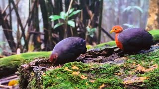 Crimson-headed partridge, endemic to northern Borneo, compact design adapted to lowland forests