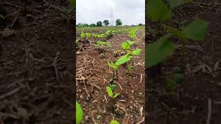 soybean farming #shetkari #farmer #shortsvideo #kisan